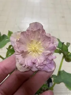 2026年最新】加藤農園 アフロディーテの人気アイテム - メルカリ