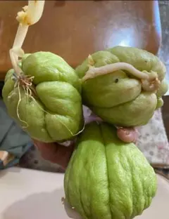 2026年最新】ハヤトウリ苗の人気アイテム - メルカリ