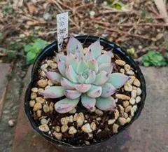 2026年最新】紫紺の矢の人気アイテム - メルカリ