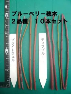 2026年最新】ブルーベリー 穂木の人気アイテム - メルカリ