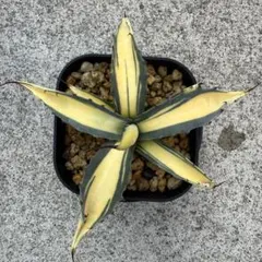 2026年最新】アガベスカブラの人気アイテム - メルカリ