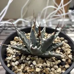 2026年最新】エボリスピナ陽炎の人気アイテム - メルカリ