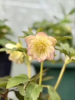 2026年最新】大木ナーサリーの人気アイテム - メルカリ