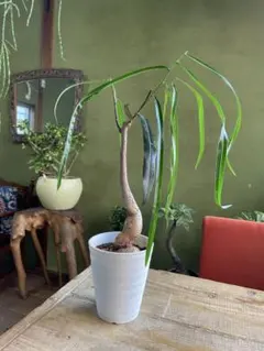 2026年最新】ブラキキトンの人気アイテム - メルカリ