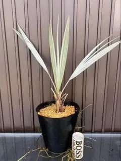 2026年最新】ブラヘア アルマータの人気アイテム - メルカリ