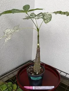 2026年最新】パキラ 斑入りの人気アイテム - メルカリ