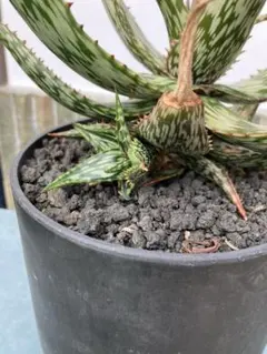 2026年最新】ロウルサンコ アロエの人気アイテム - メルカリ