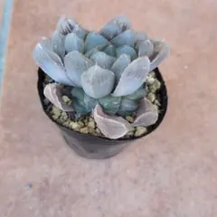 2026年最新】ロウルサンコ アロエの人気アイテム - メルカリ