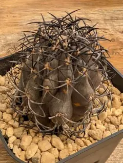 2026年最新】コピアポア グリセオの人気アイテム - メルカリ