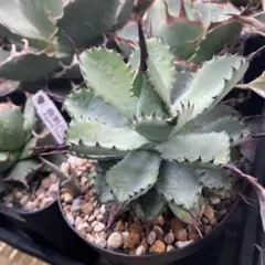 2026年最新】アガベハイブリッドの人気アイテム - メルカリ