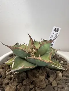 2026年最新】上澳園芸の人気アイテム - メルカリ