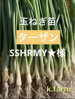 2026年最新】ターザン 苗の人気アイテム - メルカリ