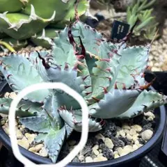 2026年最新】屈原の舞扇の人気アイテム - メルカリ