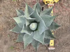 2026年最新】パラサナ マルガリータの人気アイテム - メルカリ