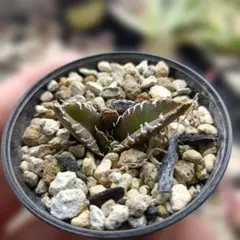 2026年最新】チタノタ白幽霊の人気アイテム - メルカリ