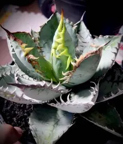 2026年最新】チタノタ ブルー 実生の人気アイテム - メルカリ