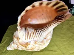 2026年最新】法螺貝 和楽器の人気アイテム - メルカリ