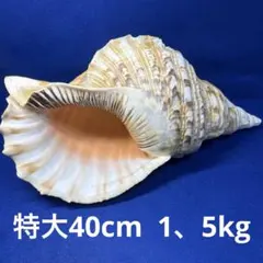 2026年最新】法螺貝の人気アイテム - メルカリ