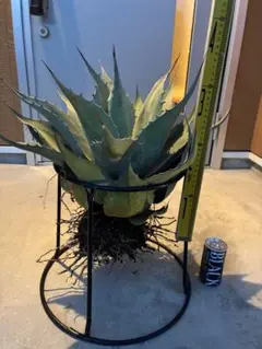 2026年最新】アガベオバティフォリアの人気アイテム - メルカリ