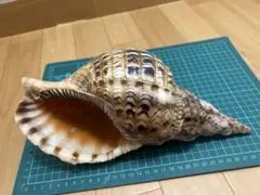 2026年最新】ほら貝の人気アイテム - メルカリ