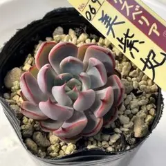 2026年最新】美紫妃の人気アイテム - メルカリ