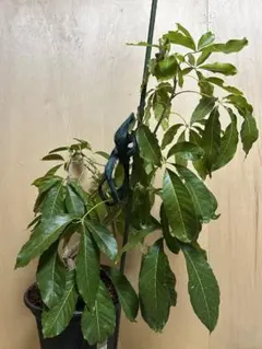 2026年最新】ホワイトサポテ 苗の人気アイテム - メルカリ