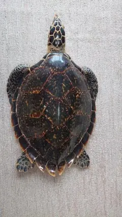 2026年最新】ウミガメ 剥製の人気アイテム - メルカリ