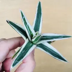 2026年最新】アガベ 笹の雪 氷山の人気アイテム - メルカリ