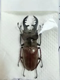 2026年最新】ミヤマクワガタ 標本の人気アイテム - メルカリ