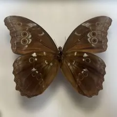 2026年最新】モルフォ蝶 標本の人気アイテム - メルカリ