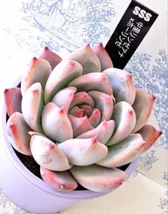 2026年最新】多肉リンゼアナの人気アイテム - メルカリ