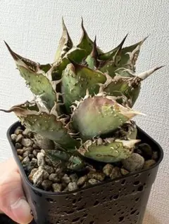 2026年最新】アガベ麻花龍の人気アイテム - メルカリ