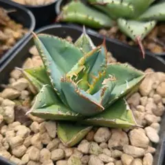 2026年最新】冰雹の人気アイテム - メルカリ