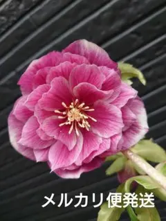 2026年最新】広瀬園芸の人気アイテム - メルカリ