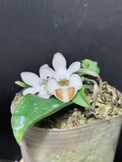 2026年最新】 ファレノプシス 原種の人気アイテム - メルカリ