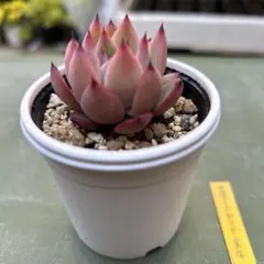 2026年最新】リンゼアナ 中里の人気アイテム - メルカリ