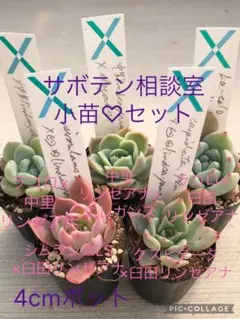 2026年最新】リンゼアナ 中里の人気アイテム - メルカリ