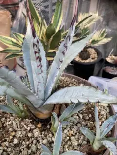 2026年最新】アガベ屈原の舞扇の人気アイテム - メルカリ