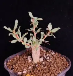 2026年最新】フォークイエリア コルムナリスの人気アイテム - メルカリ