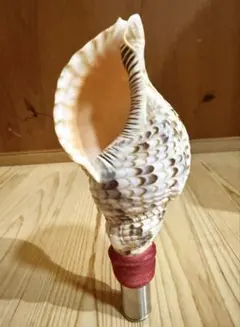 2026年最新】法螺貝の人気アイテム - メルカリ