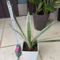 2026年最新】サンスベリア 希少の人気アイテム - メルカリ