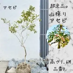 2026年最新】山採りの人気アイテム - メルカリ