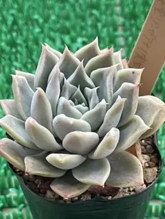 2026年最新】リンゼアナ 中里の人気アイテム - メルカリ