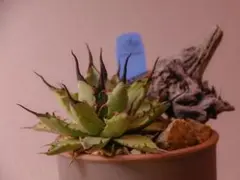 2026年最新】アガベ ハイブリッド ネバデンシス×bbの人気アイテム