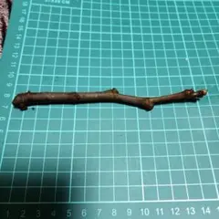 2026年最新】イチヂク穂木の人気アイテム - メルカリ