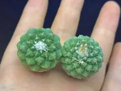 2026年最新】菊水 サボテンの人気アイテム - メルカリ