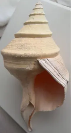 2026年最新】アラフラオオニシの人気アイテム - メルカリ