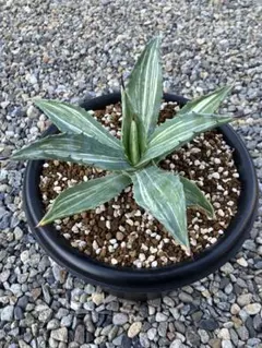 2026年最新】縞斑 アガベの人気アイテム - メルカリ