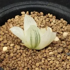 2026年最新】白蛇伝 ハオルチアの人気アイテム - メルカリ