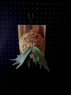 2026年最新】金童 ビカクシダの人気アイテム - メルカリ